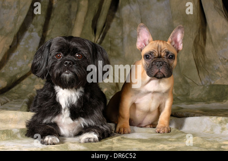 Deux chiens - shih tzu et bouledogue français regardant viewer sur fond vert Banque D'Images