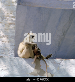 Temple Hindou de singes Langur Brahmpur Brahmpuri bleu ville de Jodhpur au Rajasthan en Inde en Asie du Sud. Culture Religion religieux Monkey billet Banque D'Images