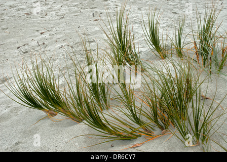 Les herbes qui poussent à travers le sable sur Baylys Beach près de Dargaville, île du Nord, nouveau Zealandseaside Banque D'Images