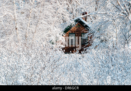 La neige a couvert de buissons et d'arbres bois surround cabine après la tempête de bardeaux en Nouvelle Angleterre. Banque D'Images