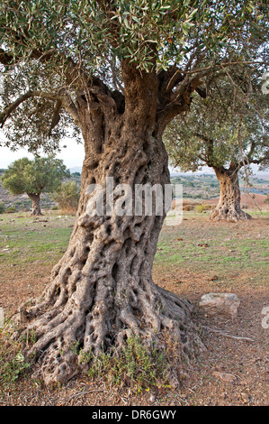 Vieil Olivier, Israël Banque D'Images