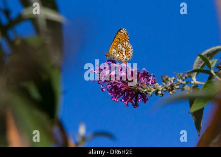 Glanville fritillary (Melitaea cinxia) alimentation papillon sur un buddleja fleur à Saint-Cirq, Vallée du Lot, France en août Banque D'Images