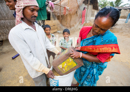 Les villageois dans un village agricole de subsistance à distance sur une île dans les Sunderbans, le delta du Gange, en Inde orientale riz de séchage Banque D'Images