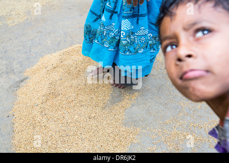 Les villageois dans un village agricole de subsistance à distance sur une île dans les Sunderbans, le delta du Gange, en Inde orientale riz de séchage Banque D'Images