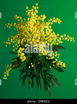 Bouquet de Silver Wattle isolé sur fond vert Banque D'Images