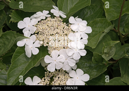 Viorne (Viburnum sargentii Sargent) Banque D'Images