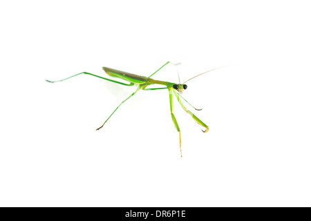 S'Attaquant vert Mantis isolé sur fond blanc. Banque D'Images