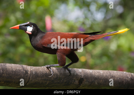 Montezuma Oropendola (Psarocolius montezuma) perchée sur une branche d'arbres dans la forêt tropicale du nord du Costa Rica Banque D'Images