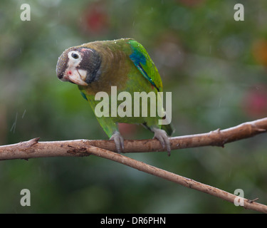 Brown-hooded Parrot (Pyrilia haematotis) perché sur branch Banque D'Images