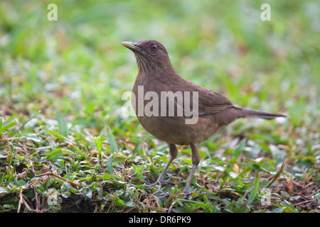 Couleur de l'argile (Turdus grayi), aka Grive couleur argile Banque D'Images