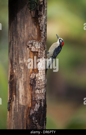 Pic à joues noires (Melanerpes pucherani) perché sur un tronc d'arbre au Costa Rica Banque D'Images