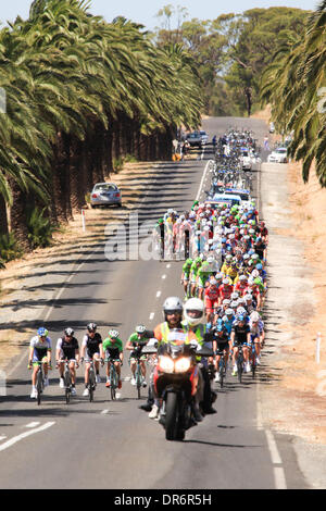 Nuriootpa, Barossa Valley, Australie. Jan 21, 2014. Riders en compétition dans la Barossa Valley lors de l'étape 1 de la 2014 Santos Tour Down Under. La Barossa Valley est une région productrice de vin de renommée mondiale, près d'Adélaïde en Australie. Credit : Boris Karpinski/Alamy Live News Banque D'Images