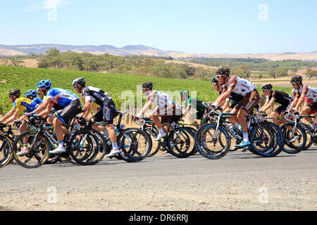 Nuriootpa, Barossa Valley, Australie. Jan 21, 2014. Riders en compétition dans la Barossa Valley lors de l'étape 1 de la 2014 Santos Tour Down Under. La Barossa Valley est une région productrice de vin de renommée mondiale, près d'Adélaïde en Australie. Credit : Boris Karpinski/Alamy Live News Banque D'Images