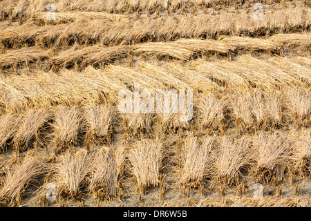 Les récoltes de riz récolté, et prêt pour la collecte dans une rizière dans les Sunderbans, Ganges, Delta, en Inde. Banque D'Images