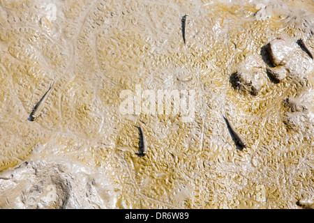 Mudskippers, poisson qui peut respirer hors de l'eau, se nourrir de boue dans les Sunderbans dans le delta du Gange, en Inde. Banque D'Images