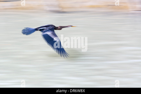 Un Indien Vert (Anhinga melanogaster) dans les Sunderbans, une zone de basse altitude du delta du Gange dans l'Est de l'Inde, qui est très vulnérable à la montée du niveau de la mer. Banque D'Images