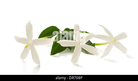 Fleurs de jasmin sur branch isolated on white Banque D'Images