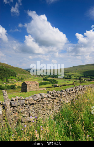 Les granges en pierre près de Mickfield dans la région de Swaledale dans le Yorkshire Dales National Park Muker Richmondshire North Yorkshire Angleterre Banque D'Images