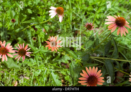 Fleur orange dans l'ouest de Philadelphie, PA, USA. Banque D'Images