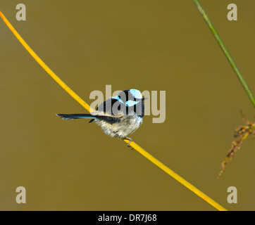 Superbe mâle-Fairy wren (Malurus cyaneus), New South Wales, Australie Banque D'Images