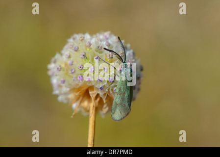 Ampfer-Guenwidderchen, Adscita statices, Forester moth Banque D'Images