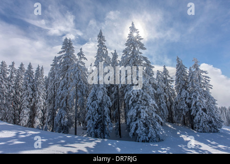 Les conifères sur le bord de la forêt avec de la neige et le givre, Brixen im Thale, vallée de Brixen, Tyrol, Autriche Banque D'Images