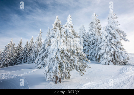 Les conifères avec la neige et le givre, Brixen im Thale, vallée de Brixen, Tyrol, Autriche Banque D'Images