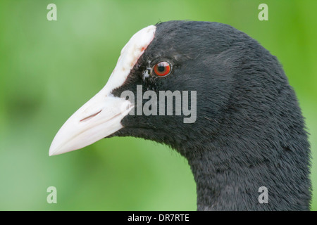 La Foulque macroule (Fulica atra), portrait, Hesse du Nord, Hesse, Allemagne Banque D'Images