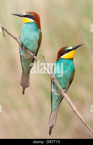 Deux Européens Bee-Eaters (Merops apiaster), perché sur une branche, Saxe-Anhalt, Allemagne Banque D'Images