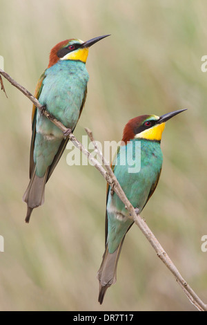 Deux Européens Bee-Eaters (Merops apiaster), perché sur une branche, Saxe-Anhalt, Allemagne Banque D'Images