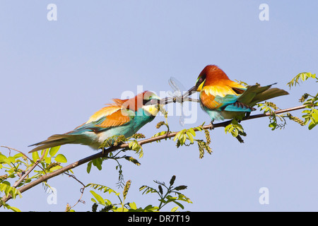 Deux Européens Bee-Eaters (Merops apiaster), alimentation de cour, Saxe-Anhalt, Allemagne Banque D'Images