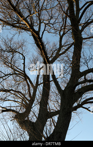 Willow Tree contours, sans feuilles, silhouette, hiver froid, UK Banque D'Images