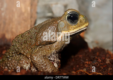 Cane Toad (Bufo marinus Rhinella marina), originaire d'Amérique du Sud, captive Banque D'Images