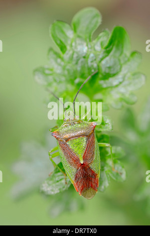 L'aubépine (Acanthosoma haemorrhoidale Bug Shield), Nordrhein-Westfalen, Allemagne Banque D'Images