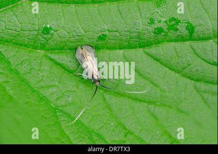 Adela reaumurella Longhorn (vert), femme, Rhénanie du Nord-Westphalie, Allemagne Banque D'Images