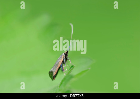 Adela reaumurella Longhorn (vert), femme, Rhénanie du Nord-Westphalie, Allemagne Banque D'Images