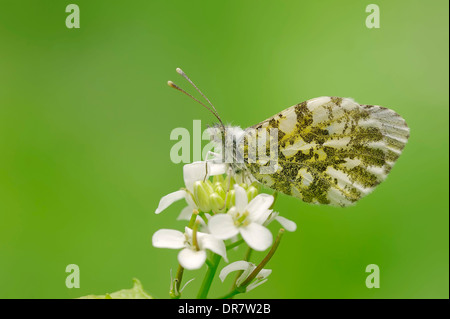 Astuce Orange (Anthocharis cardamines), femme perché sur l'Alliaire officinale (Alliaria petiolata), Nordrhein-Westfalen, Allemagne Banque D'Images