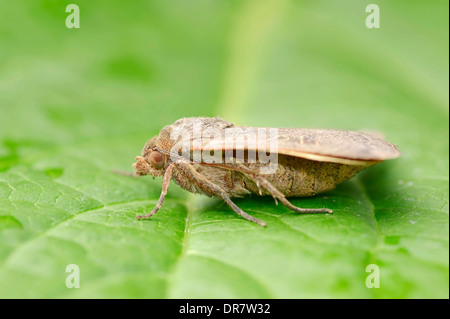 Ailes jaune (Noctua est issu), Nordrhein-Westfalen, Allemagne Banque D'Images