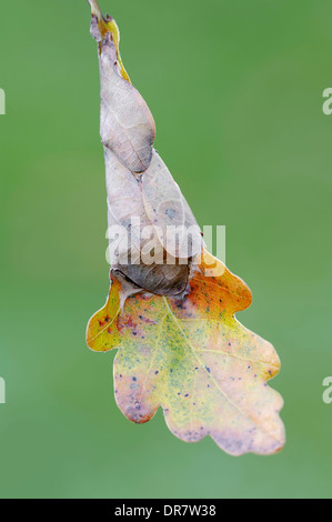 Rouleau de feuille de chêne vert (Tortrix viridana), Caterpillar vivant dans une feuille de chêne plié, Rhénanie du Nord-Westphalie, Allemagne Banque D'Images