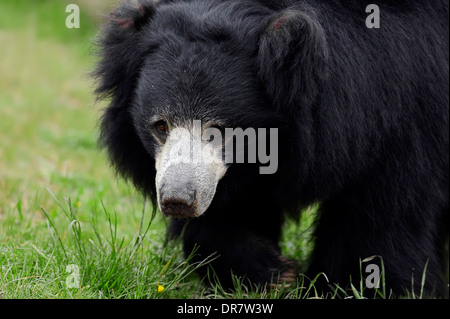 Ours ou d'ours Stickney (Melursus ursinus, Ursus ursinus), originaire d'Asie du Sud, captive, Allemagne Banque D'Images