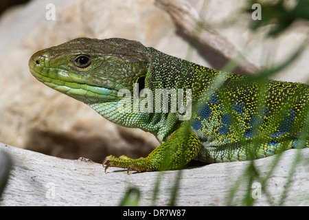 Ocellated Lizard lézard ou de joyaux (timon lepidus), Zoo alpin d'Innsbruck, Innsbruck, Tyrol, Autriche Banque D'Images