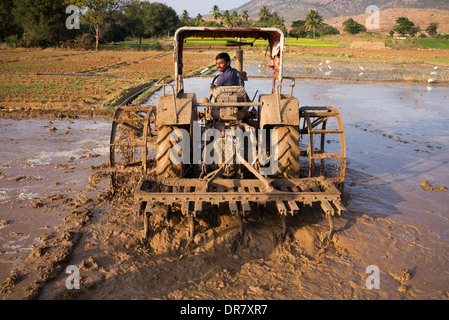 L'homme indien de labourer un champ de riz avec un tracteur. L'Andhra Pradesh, Inde Banque D'Images