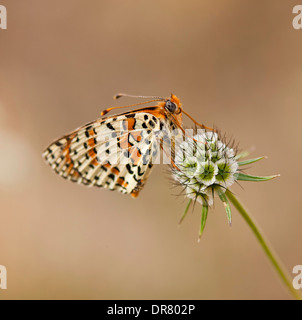 Papillon de chrysopes (Cethosia sp.) sur une fleur en coussinet (Scabiosa), Pyrénées, le nord de l'Espagne Banque D'Images