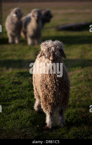 American chèvres angora grâce dans le Conte de ferme à Waxahachie, Texas, United States, 4 décembre 2013. Banque D'Images