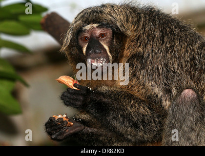 Femme saki à face blanche (Pithecia pithecia, a.k.a golden-faced saki saki : gestion communale ou d'un écrou de l'alimentation) Banque D'Images