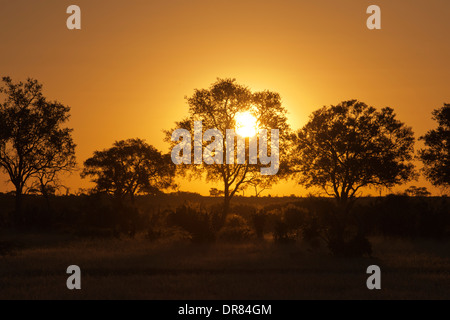 Coucher du soleil près du camp Savute Elephant Camp par Orient Express au Botswana dans le Parc National de Chobe. Banque D'Images