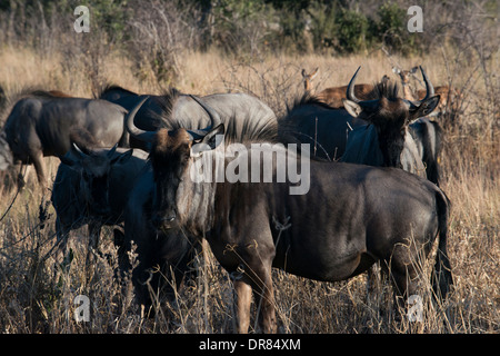 Certains gnous galopent près du camp Savute Elephant Camp par Orient Express au Botswana dans le Parc National de Chobe. Banque D'Images