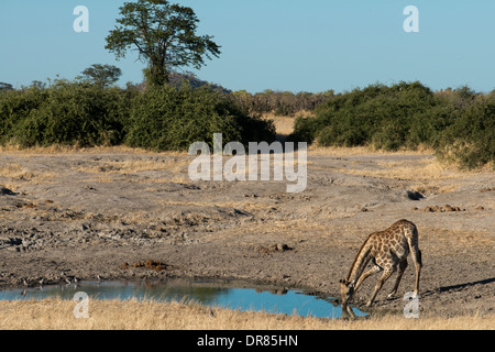 Plusieurs girafes l'eau potable à un étang près du camp Savute Elephant Camp par Orient Express dans le parc national de Chobe au Botswana Banque D'Images