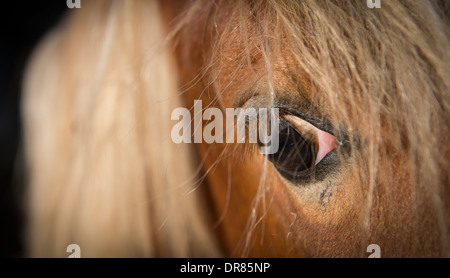 Close up of a Horse's eye. Banque D'Images