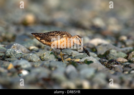 Long bec (Limmodromus scolopaceus) sur plage à Comox, Vancouver Island, Canada Banque D'Images